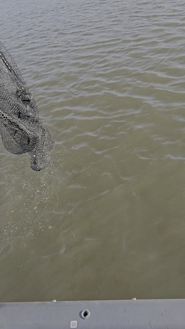 Отпускаю щуку весом 17.5 кг. смотреть онлайн