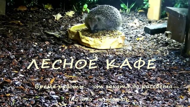 Лесное кафе
