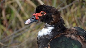 Мускусная утка