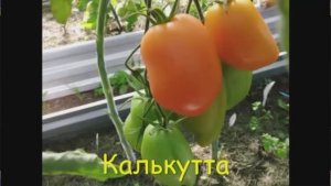 Каталог томатов 2025 года. Часть 8.. Киров