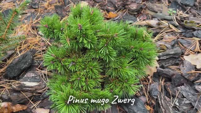 Pinus mugo Zwerg