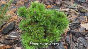 Pinus mugo Zwerg