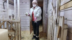 КАК ПОДГОТОВИТЬ ЗИМНЮЮ ПОДСТИЛКУ. УХОД ЗА КОЗАМИ . ЧТОБЫ ПАХЛО СВЕЖЕСТЬЮ .