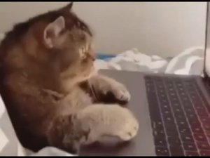 #5. ПОДБОРКА ПРИКОЛОВ ПРО ЖИВОТНЫХ! СОБАЧЬЯ ЖИЗНЬ.