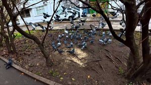 ШВЕДСКИЙ СТОЛ ДЛЯ ГОЛУБЕЙ.