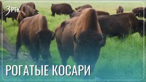 Бизоны съедят на завтрак топливо для степных пожаров