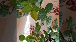 Комнатная🌹 роза Кардана вновь расцвела. 🌿🤗