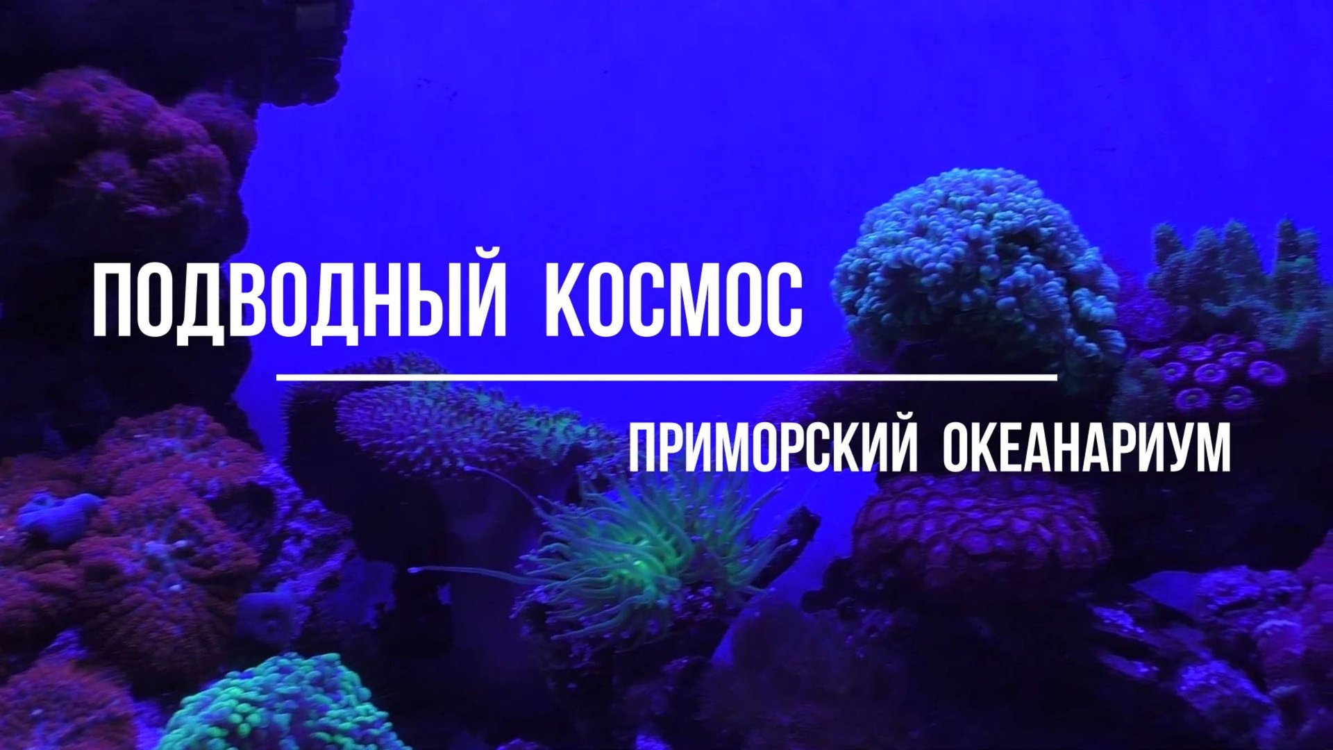 Подводный космос  Приморский океанариум