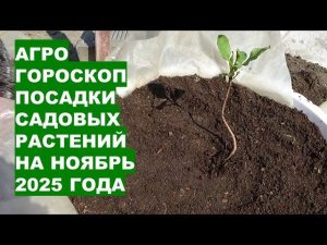 Самые Лучшие Дни Для Посадки Саженцев в Ноябре 2025!