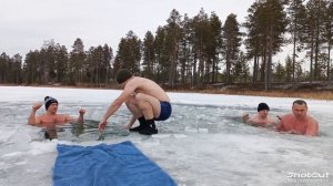 моржи Муравенко