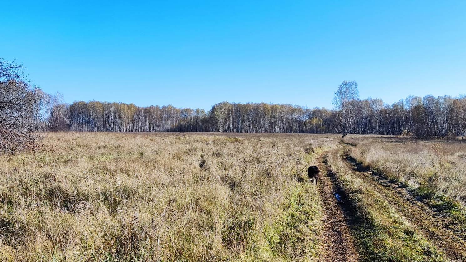 Канадский волк - гибрид. 5 октября 2025