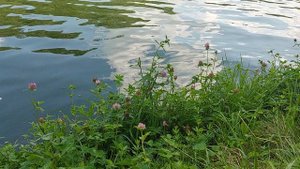 летний день (2025г.)