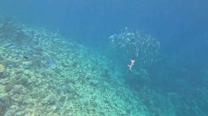 вальс  рыб Siva Golden Bay Makadi