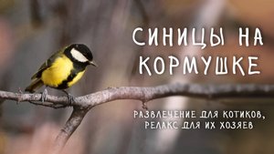 30 минут видео для кошек и любителей наблюдать за птицами – синицы на кормушке