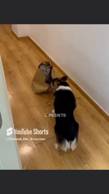 Смешное Видео 😂Как хорошо, что есть свой личный кот                      Ставьте Лайки под видео 👍