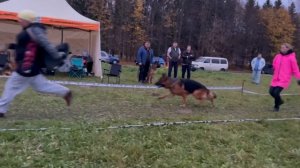 РАБОЧИЙ КОБЕЛИ / КЧК ТВЕРЬ 12 октября`25 Т.Шишкина Моно немецких овчарок