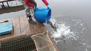 Forest Fishing 25.10.25