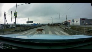 Собакин-пешеход