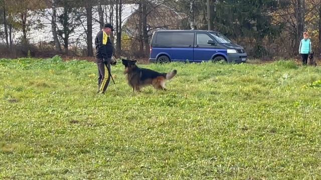 1 Оч/хор ГРИГОРИЙ из Смоленской Крепости +++ №60. ТВЕРЬ 12 октября`25 Моно немецких овчарок