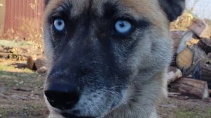 Жужа трусиха.