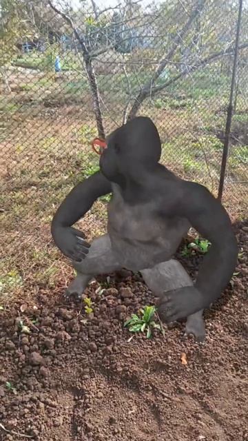 Доброе утро, горилла танцует вам и хорошего настроения 👍👍#утро смотреть онлайн