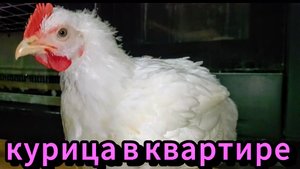 Курица на кухне в многоэтажке! Ежедневный вечерний стрим🐔🐣🐥