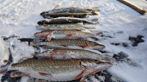 ПРОДОЛЖАЕМ ПОКОРЯТЬ ПЕРВЫЙ ЛЁД , ЩУКА НА ЖЕРЛИЦЫ , ОКУНЬ НА МОРМЫШКУ. день второй