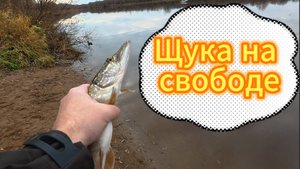 «Затон: уголок живой природы»