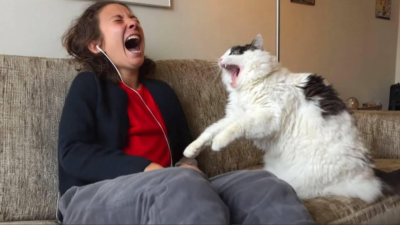 Засмеялся — проиграл 😅 Лучшие смешные видео с кошками и собаками 😹🐶