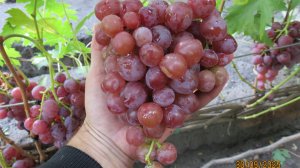 30.09.2025. Виноград ИСКРА в г. Липецке.