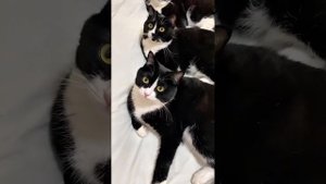 Подборка смешных котиков