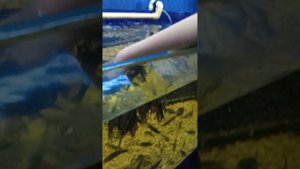 выставка пыб