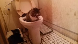 Кот Лучик, за которым не надо убирать