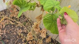 25.10.25..влог.вяжу для куклы///не суждено было пожить