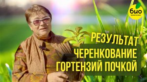 Черенкование гортензий почкой. Результат