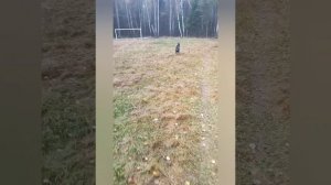 Утренняя прогулка с доберманом под Король и Шут.mp4