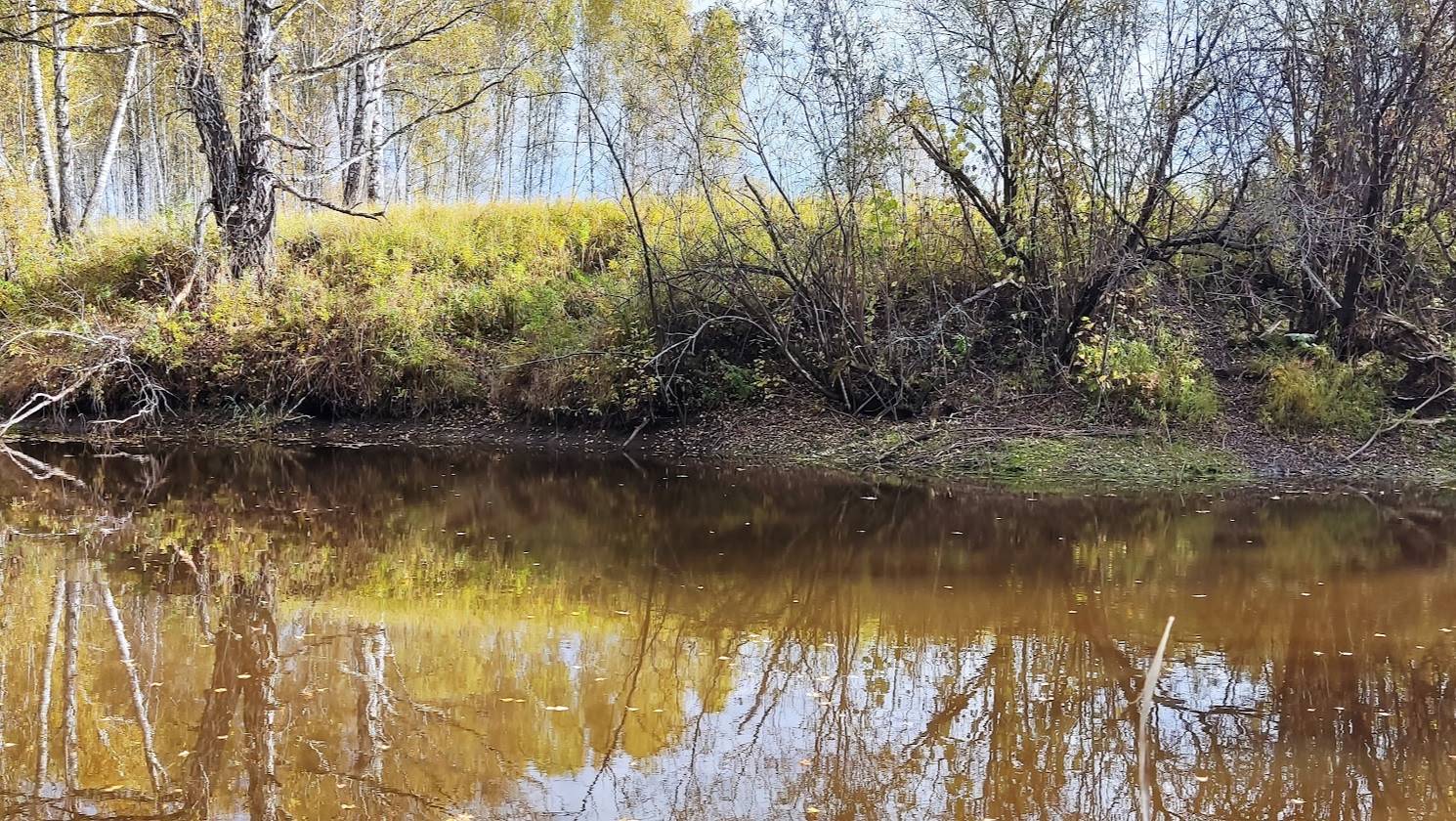 Канадский волк- гибрид. Осенняя река