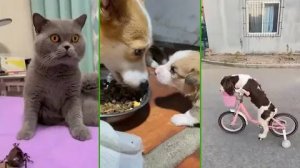 СМЕШНЫЕ КОТЫ,  ЛУЧШИЕ ПРИКОЛЫ С КОТАМИ, КОШКИ, ЖИВОТНЫЕ