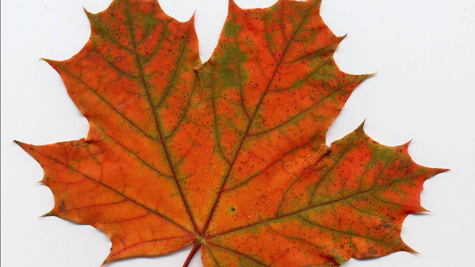 Собираю разные листья в парке смотреть онлайн