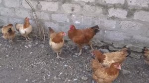 Полтавская Глинистая от яйца до 7 месяцев.