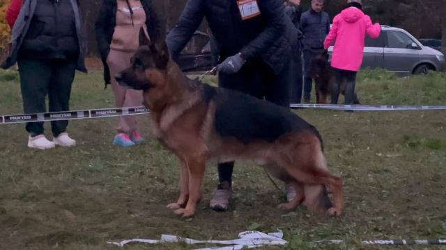 3 Отл. KENZO v. Mair Hof +++ №17. ТВЕРЬ 12 октября`25 Моно немецких овчарок