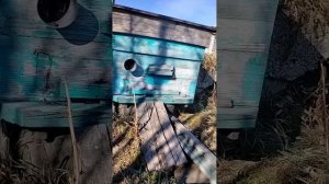 25.10.2025 осенняя обработка пчел щявельевой кислотай дым пушкой  3-4 грамма на семью