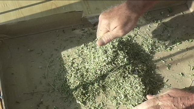 Заготовка семян салата