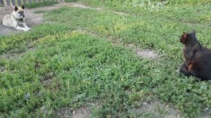 Кто кого переглядит.