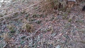 На тропинке.