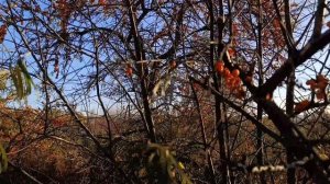 Влопрогулка облепиховая.mp4