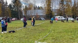 ПОДРОСТКИ СУКИ / КЧК ТВЕРЬ 12 октября`25 Т.Шишкина Моно немецких овчарок