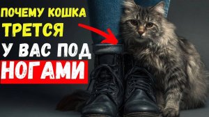 ЕСЛИ КОТ ПРЕГРАЖДАЕТ ТЕБЕ ПУТЬ — ВОТ ЧТО ОН ХОЧЕТ СКАЗАТЬ!