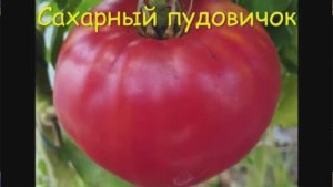Каталог томатов 2025 года. Часть 8. . Киров