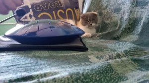 глюкофон и кошка.mp4